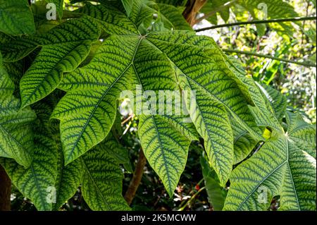 Tetrapanax papyrifer Rex, pianta cinese di riso-carta Rex, Araliaceae. Grande pianta verde foglia venata. Foto Stock