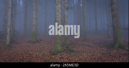 Panorama di foresta foggy. Fiaba pooky guardando boschi in un giorno di nebbiosa. Gelida mattina nella foresta dell'orrore Foto Stock