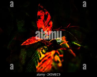 AUTUNNALE : MAGIA AUTUNNALE Foto Stock