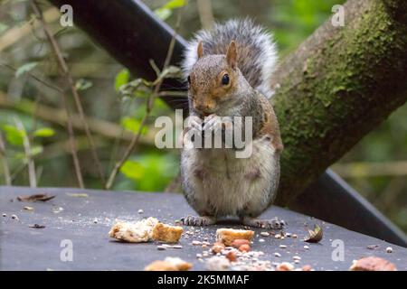 Grigio scoiattolo (scolinesi sciurus) che si nutrono in una piccola pelle su semi misti noci e pane messo fuori per gli uccelli. Pelliccia grigia e rossastra con coda grossa Foto Stock