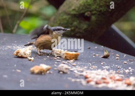 Nuthatch (sitta europaea) alimentazione. Blu grigio schiena e ali nero occhio striscia bianca guance arancione buff parti inferiori e scalpello come Bill autunno uk 2022 Foto Stock