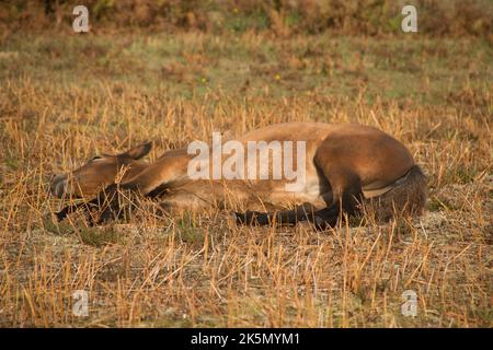 Pony New Forest pony Foto Stock