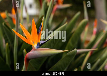 Profondità di campo bassa (fuoco selettivo) dettagli con Strelitzia reginae, comunemente noto come il fiore della gru, uccello del paradiso, sulla costa Azzurra Foto Stock