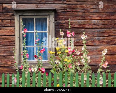 Vecchia casa di legno svedese con finestra e fiori di mallow bianco in estate. Nord Europa Foto Stock