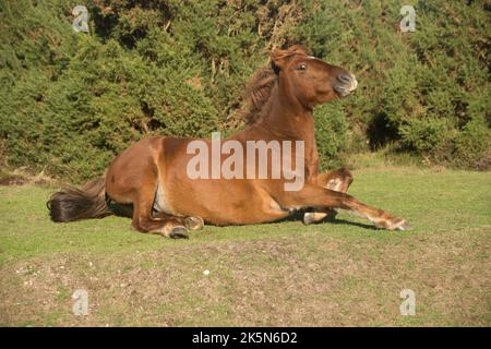 Pony New Forest pony Foto Stock