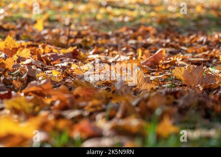 oktober, 2022, foglie autunnali con colori gialli a Malmkoping, Svezia Foto Stock