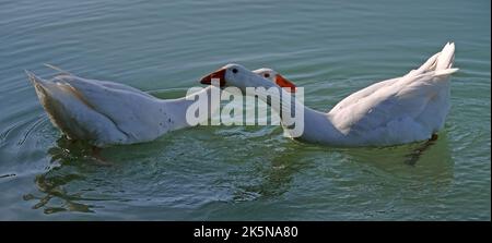 Due oche domestiche che vivono nel selvaggio. Emden oche che fanno contatto l'una con l'altra. Sembra essere una sorta di attività di spostamento. Avevano cercato di a. Foto Stock