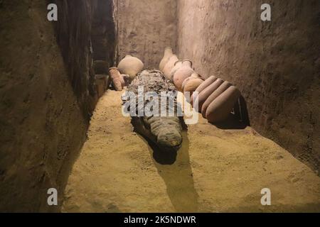 Coccodrillo mummificato vicino al tempio Kom Ombo Foto Stock