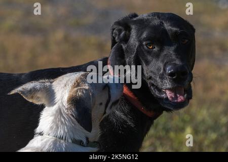 Due cani giocando in un campo Foto Stock