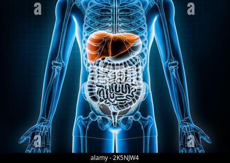 Rappresentazione di fegato 3D. Vista anteriore o anteriore dell'apparato digerente umano e del tratto gastrointestinale o dell'intestino. Anatomia, medicina, biologia, Foto Stock