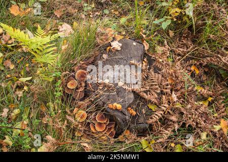 Funghi e micelio su un vecchio ceppo in mezzo alla foresta in un giorno di autunno limpido. Foto Stock
