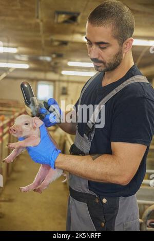 Lavoratore di fattoria dà un maialino neonato un'iniezione di ferro Foto Stock