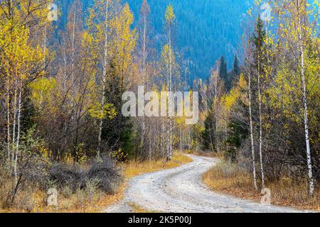 la strada nella foresta autunnale. bellissimo paesaggio autunnale Foto Stock