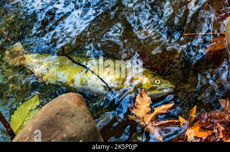 Salmone dopo la riproduzione nel fiume della Columbia Britannica. Foto Stock