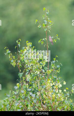 Spotted Flycatcher Muscicapa striata, un singolo uccello giovanile su un piccolo albero di betulla che si trova all'interno di un'brughiera, Nottinghamshire, Regno Unito, settembre Foto Stock
