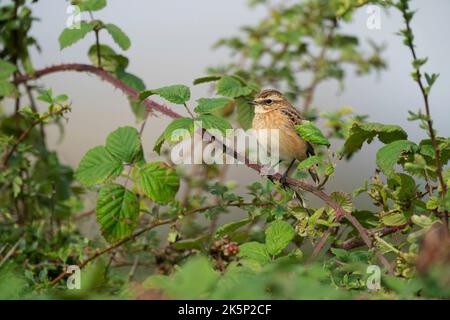 Whinchat Saxicola rubetra, un singolo uccello giovane piumato arroccato all'interno di un hedgerow biancospino, Yorkshire, Regno Unito, agosto Foto Stock