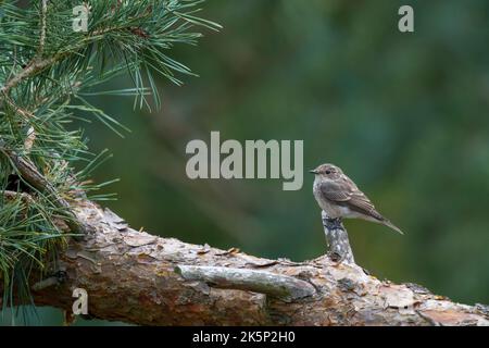 Spotted Flycatcher Muscicapa striata, vista di un singolo uccello giovanile su un albero di pino di scottata caduto all'interno di un brughiera, Nottinghamshire, Regno Unito, settembre Foto Stock