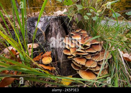 Funghi e micelio su un vecchio ceppo in mezzo alla foresta in un giorno di autunno limpido. Foto Stock