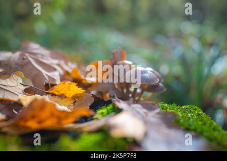Foglie autunnali cadute e funghi che crescono su un ceppo coperto di muschio nella foresta autunnale Foto Stock