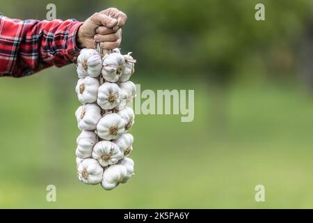 La mano maschio stringe le teste bianche dell'aglio dopo un raccolto. Foto Stock