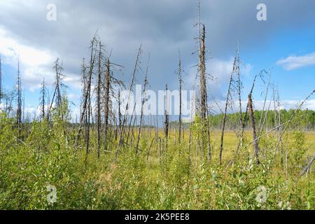 Alberi secchi nelle paludi contro un cielo blu con nuvole. Alberi morti nella palude, nella foresta. Cielo nuvoloso in una foresta con una palude. Tronchi di albero asciutti nella palude. Foto Stock