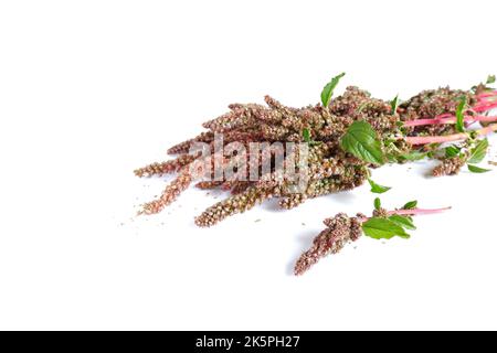 Rametti di quinoa rossa con semi su fondo bianco. Primo piano della pianta da giardino. Foto Stock
