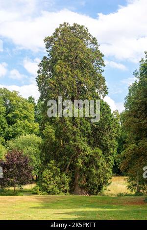 Sequoioideae (Redwood) albero in Hedingham Castle Gardens, Castle Lane, Castle Hedingham, Essex, Inghilterra, Regno Unito Foto Stock