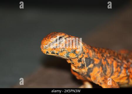 Un ritratto di un Rettile marrone Uromastyx ornata guardando la fotocamera con sfondo sfocato Foto Stock