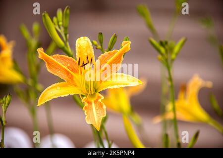 fiori selvatici Foto Stock