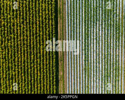 Motivi geometrici nei campi come vista aerea con campo di fragole visto dall'alto, Germania Foto Stock