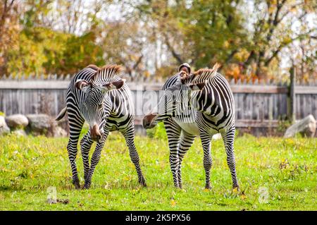 Zebre Foto Stock