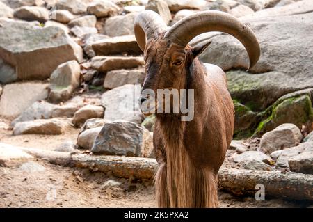 Capra di montagna Foto Stock