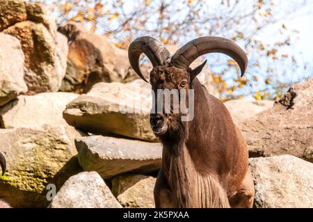 Capra di montagna Foto Stock