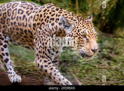Jaguar Panthera onca felino maestoso, caccia a Pantanal, Brasile Foto Stock