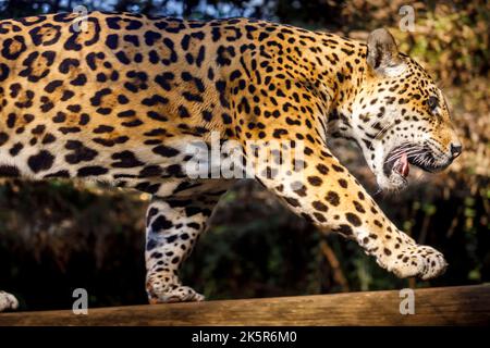 Jaguar Panthera onca felino maestoso, caccia a Pantanal, Brasile Foto Stock