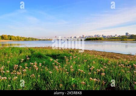 Fiori sulle rive del OB. Mattina sulle acque del fiume, una grande città con ponti all'orizzonte. Novosibirsk, Siberia, Russia, 2022 Foto Stock