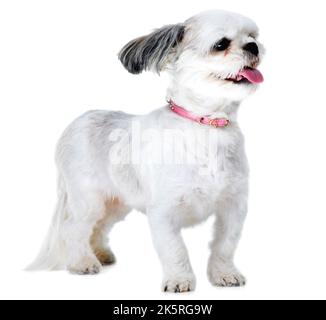 Godendo il vento in faccia. Studio di un adorabile cucciolo lhasa apso isolato su bianco. Foto Stock