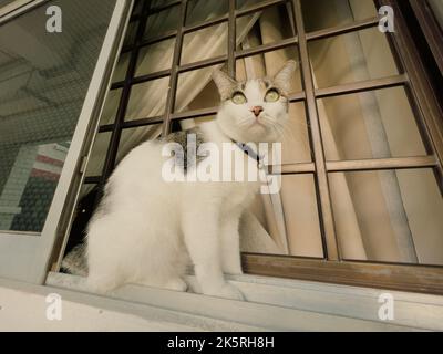 Il gatto bianco seduto fuori dalla finestra si allontana e fissa. Singapore Foto Stock