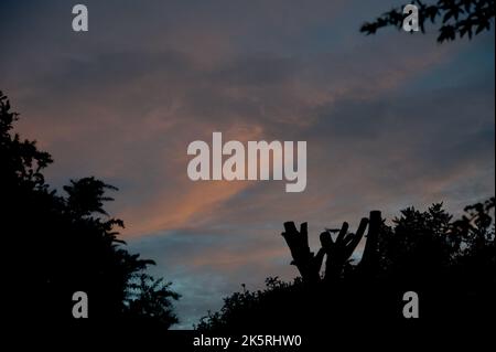 Trovo le nuvole affascinanti - le loro forme e sfumature che cambiano all'infinito rendono sempre interessante il cielo. Le nuvole di Cumulus sono il tipo più comune. Foto Stock