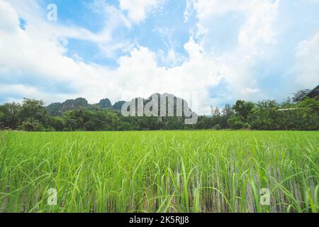 Paesaggio piantagione di riso e montagna di pietra con cielo nuvoloso sfondo nella provincia di Phitsanulok, Thailandia. Foto Stock