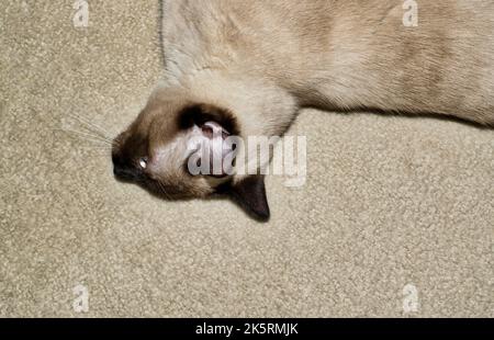 Gatto siamese steso sul suo fianco su un tappeto di colore chiaro. Vista parziale della parte superiore del corpo con punto di vista e spazio di copia unici. Foto Stock