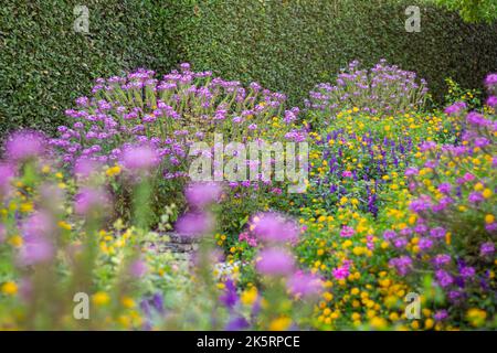 Cleome hassleriana, fiore di ragno, pianta di ragno, regina rosa, bisnonno specie di piante da fiore nel genere Cleome del Cleo Foto Stock