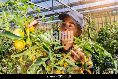 donna in una serra che raccoglie alcuni pomodori rossi. Delizioso tomatoe rosso appeso alla vite di una pianta di pomodoro Foto Stock