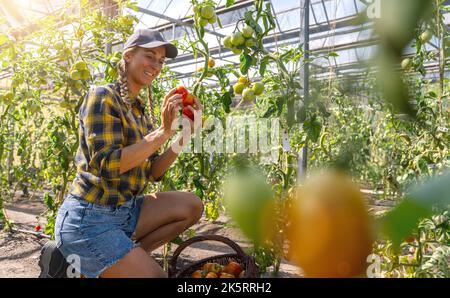 Contadina femmina biologica che controlla i pomodori in una casa. Serra con pomodori, produzione alimentare sana. Foto Stock
