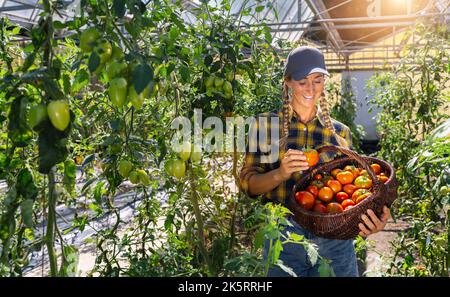 Femmina contadina che raccoglie pomodori maturi e porta scatole in serra, lavoro stagionale Foto Stock