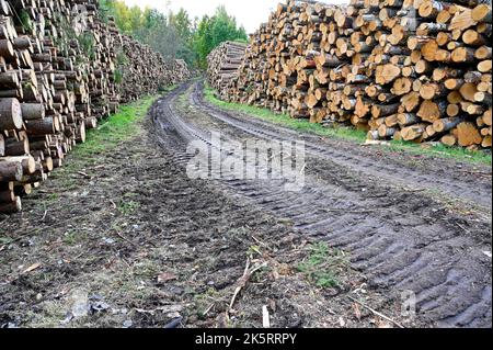 legname accatastato accanto strada fangosa foresta nel mese di settembre Foto Stock