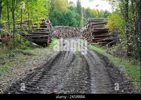 legname accatastato accanto strada fangosa foresta nel mese di settembre Foto Stock