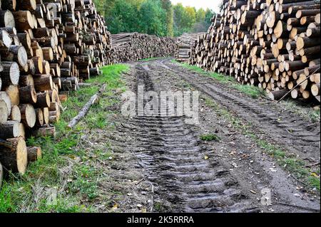 legname accatastato accanto strada fangosa foresta nel mese di settembre Foto Stock