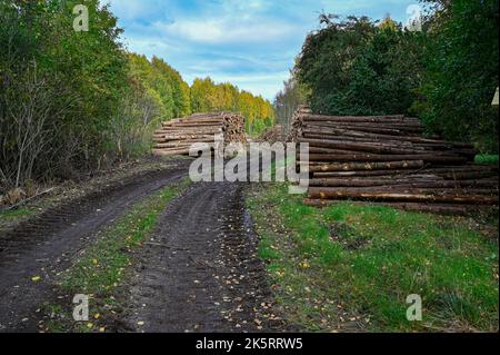 legname accatastato accanto strada fangosa foresta nel mese di settembre Foto Stock