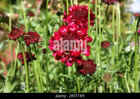 Fiore a cuscino (Scabiosa atropurpurea 'rosso ciliegia') in giardino. Foto Stock